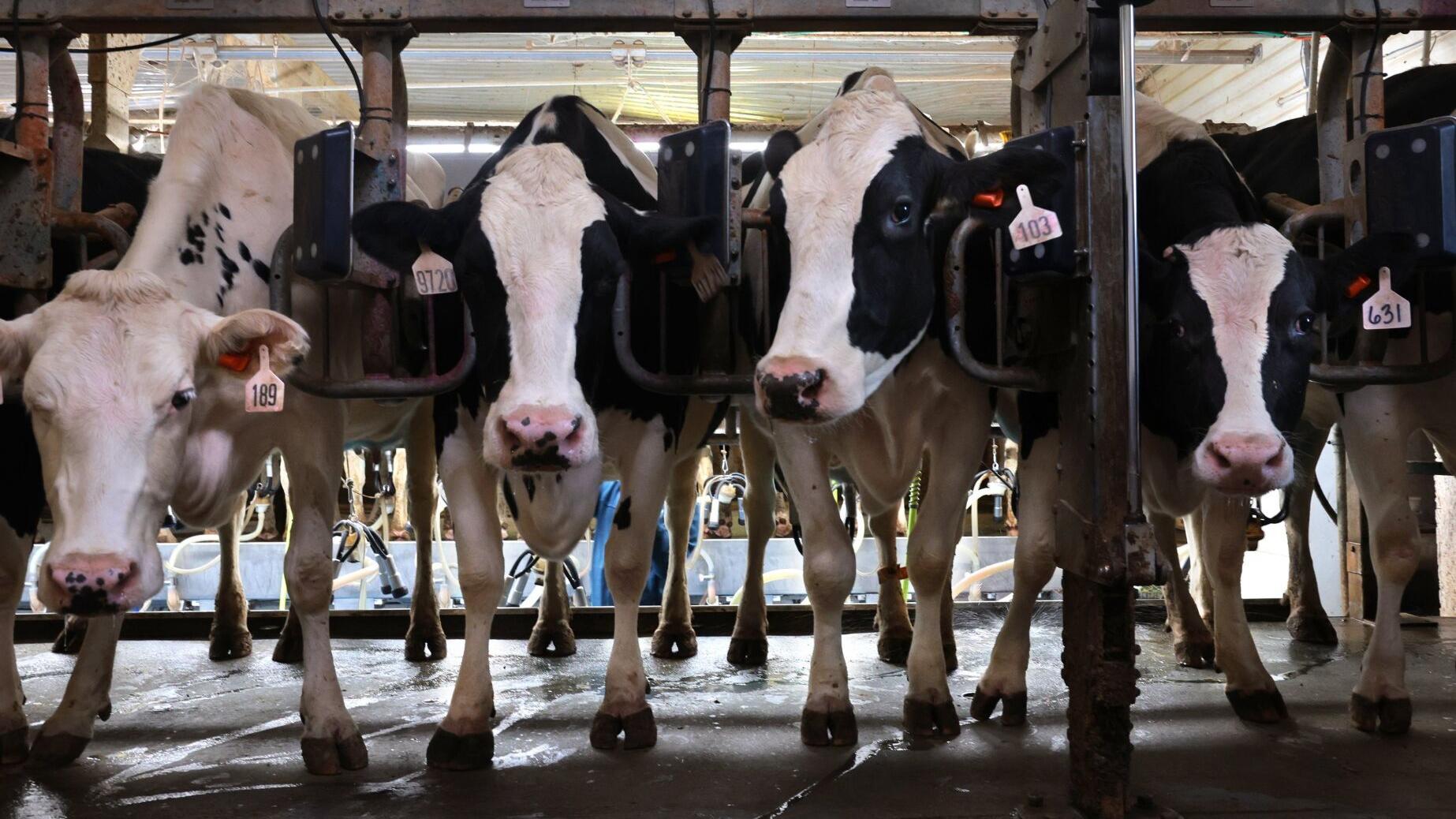 Milk flowing at Riegel Dairy